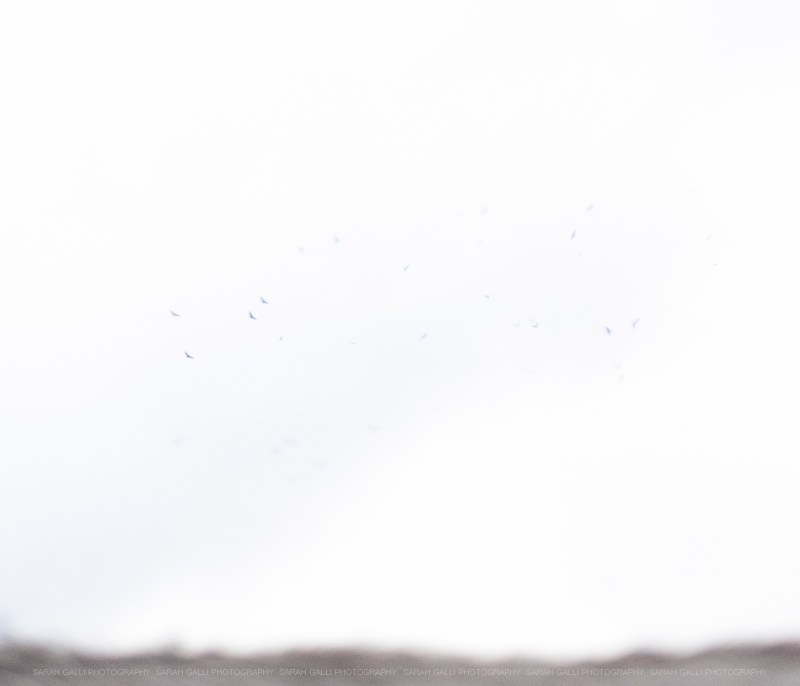 birds